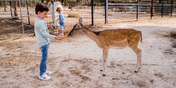 La Granja Escuela El Álamo: Un Oasis de Naturaleza y Aprendizaje a las Puertas de Madrid